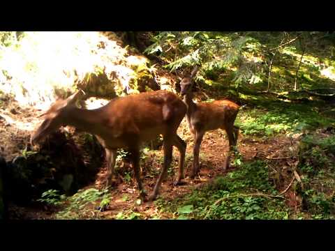 კეთილშობილი ირმები •  Red deer