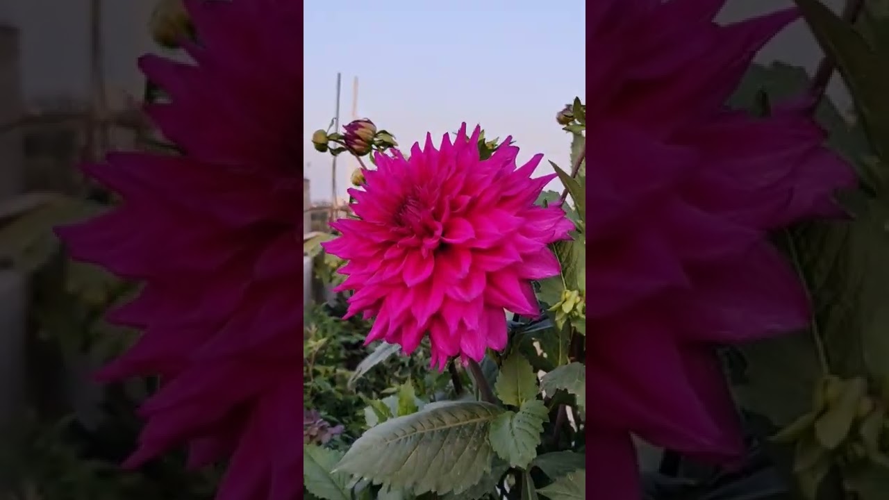 dehliya flower 🌺.....