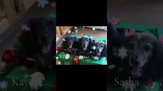 My Angel Sasha Is The Mommy. She Had 2 Puppies. Hercules Is Her Son Kaycee Is Her Daughter