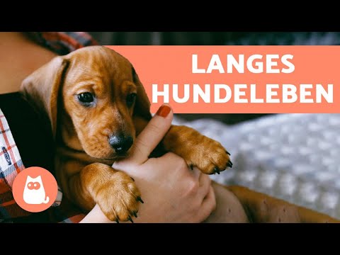 Video: 12 Tipps für ein längeres, gesünderes und glücklicheres Leben Ihres Hundes