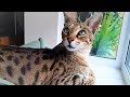 5 Reasons for OWNING a Savannah cat