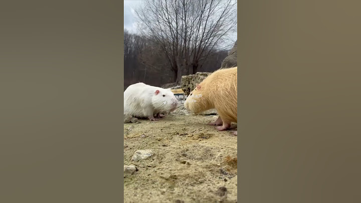 CUTE ANIMALS IN KHARKIV, UKRAINE #pets #zoo  #nature #ukrainenews #ukrainewar #ukrainewarlatest