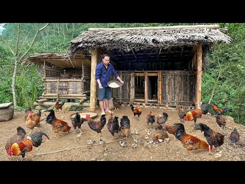 Βίντεο: Τα σχέδια κοτόπουλου Backyard Coop