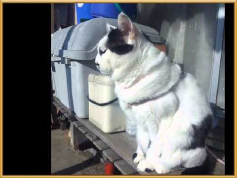 ALSee 写真動画ボス・・・？