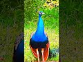 Animals That Sound Unreal #wildanimals #animalsounds #shorts
