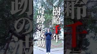 見れたら強運⚠️樹齢千年の御神木‼️超強力な奇跡の波動✨受け取って