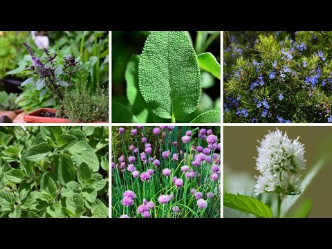 Video: Hardy Zone 6 Urter - Velge Urter For Zone 6 Gardens