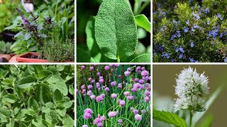 Perennial Power: 6 Herbs That Brave Winter and Flourish Year After Year!