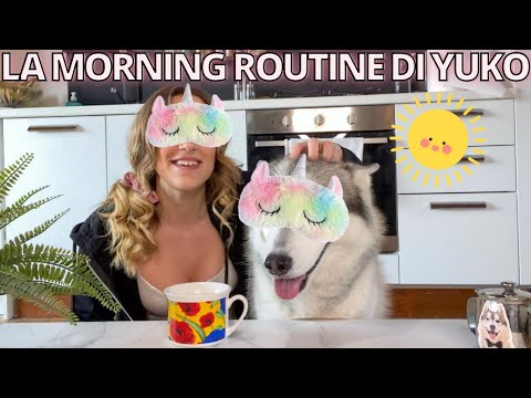 Video: Come creare la routine del mattino perfetta con il tuo cane