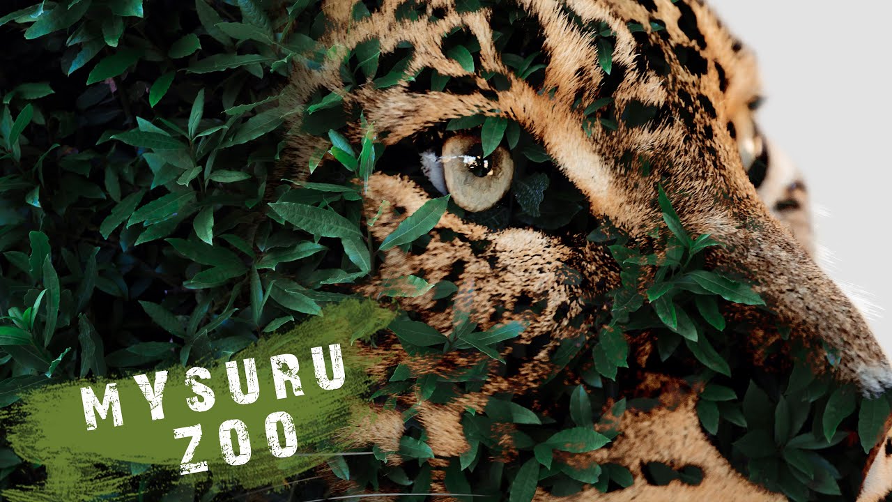 ಮೈಸೂರು ಮೃಗಾಲಯ ಕಣ್ತುಂಬಿಕೊಳ್ಳಿ | Mysuru Zoo