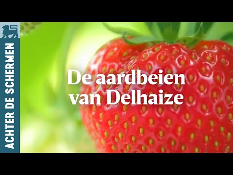 Video: Grijze Rot Van Aardbeien En Aardbeien