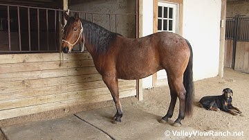 Cats Miaow***For info, price, etc., go to our website: ValleyViewRanch.net***