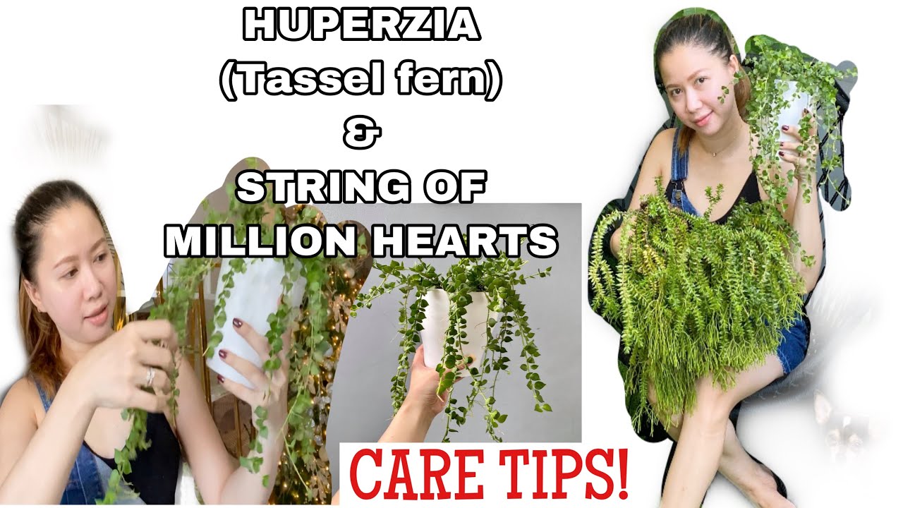 HOW TO CARE FOR HUPERZIA (TASSEL FERN) & STRING OF MILLION HEARTS | ROMA SO