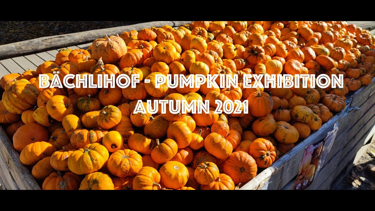Bächlihof Rapperswil Jona Switzerland Pumpkin Exhibition Autumn