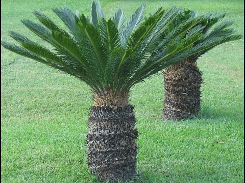 Video: Sago Palm-probleemoplossing - Sago Palm het geen nuwe blare nie