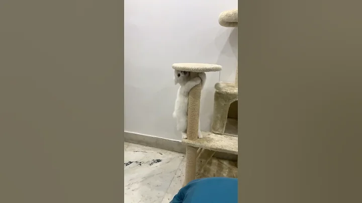 Video 11170651: persiancat funny cat cute