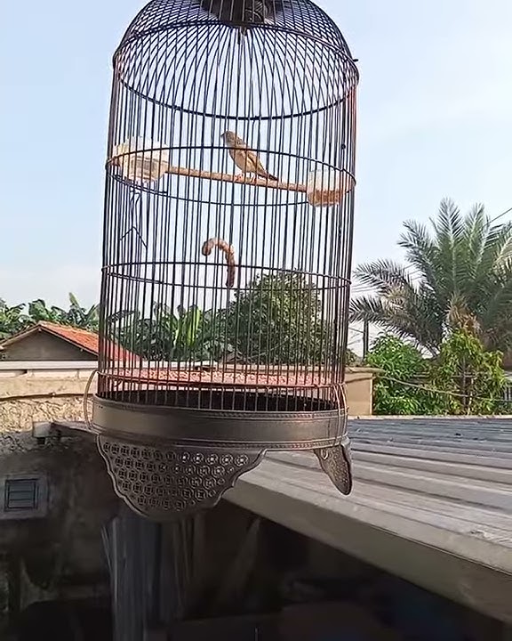 Edel sanger lagu lelah