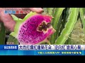 高雄芭樂泡水落果 嘉義紅龍果"黑心"災情多 雨彈打壞阿蓮芭樂收成 滿地落果憂發霉全淘汰｜三立新聞LIVE