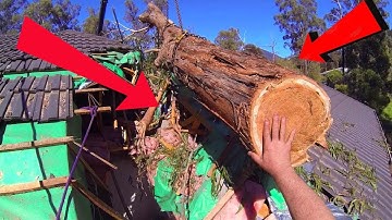 Tree Cutting Fails Compilation And Idiots With Chainsaw ! Dangerous skills Tree Falling