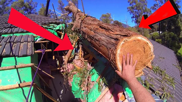 Tree Cutting Fails Compilation And Idiots With Chainsaw ! Dangerous skills Tree Falling