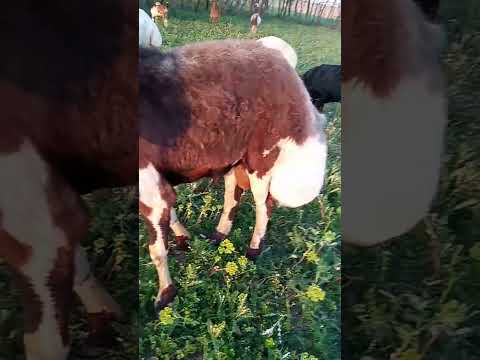 Domba Short Video Khan Zeb Khaad Safi Subscribe Channelsubscribe Viralvideo Youtubeshorts News