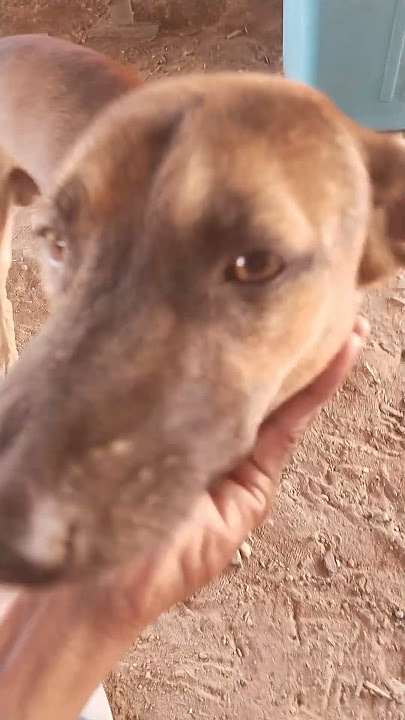 #CountrysideLife #SimpleLiving  #CuteDogMoments #LazyDayMood #DogLovers #PeacefulLife #AnimalVibes