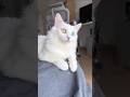 multiple eyes of cat || white cat with two eyes Shahid || green eyes cat || blue eyes cat #cat #cats