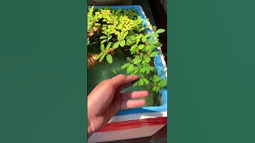 Cây rau "Nhút" trồng Thuỷ sinh nuôi cá P2 #nghienthungxop #thuysinh