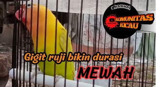 LOVEBIRD FIGHTER DURASI PANJANG #lovebirdmania #LOVEBIRDGIGITRUJI #lovebirdkonslet  #lovebirdfighter