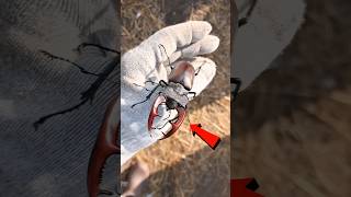 This One Insect Will Change Your Life