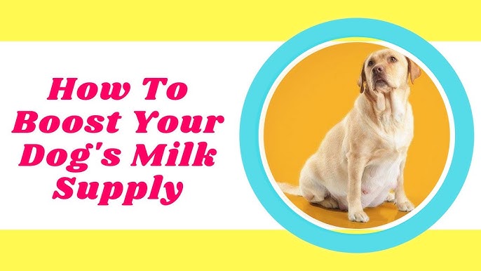 How To Help A Dog Produce More Milk For Her Puppies 2020 ! Dog Health Tips  2021 - Youtube