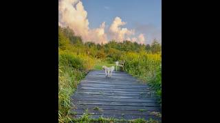 Walk With Willow 2182 A Quiet Trail Journey With My Senior Beagle Silky Terrier Mix Dog, No Talking