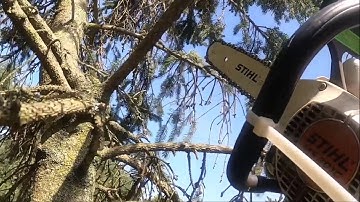 I am getting too old for this! - Honey bee swarm at the top of pine tree