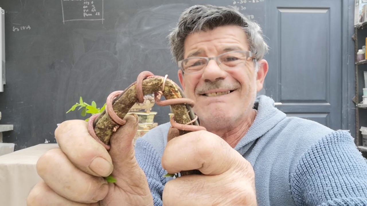 Essai de pliages de branches de buis