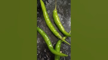 Vlog 21 #vlog #vlogs #blogger #vlogger #vlogging #trending #newshorts #shorts #shortsfeed