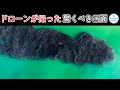 ドローンで撮影されていなかったら、こんな光景が世の中にあるなんて信じられないでしょう！#ランキング #世界一 #世界 #動物 #動物の世界 #信じられない #top