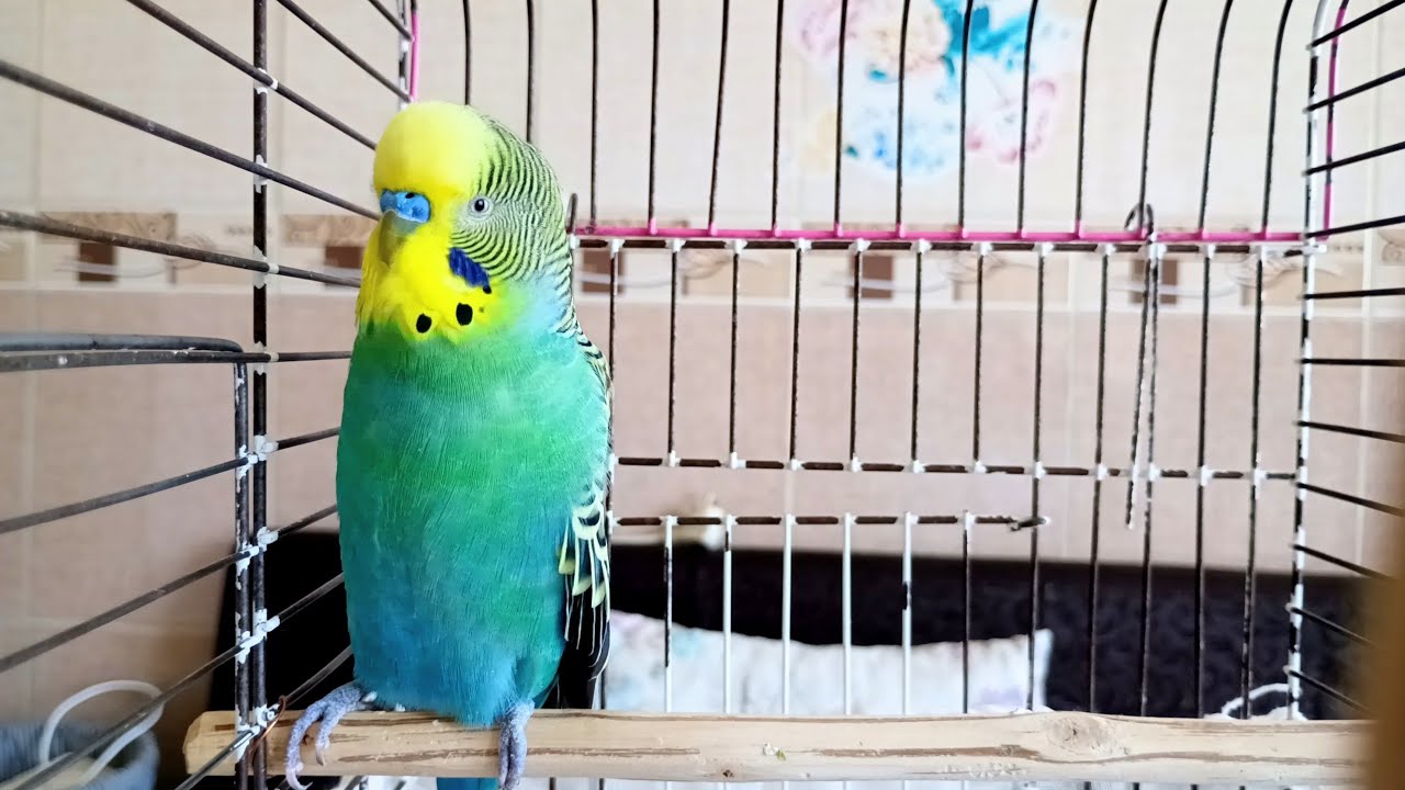 2 Saatlik Muhabbet Kuşu Sesleri | Eğitim, Terapi ve Mutluluk İçin Doğal Ötüşler 🐦