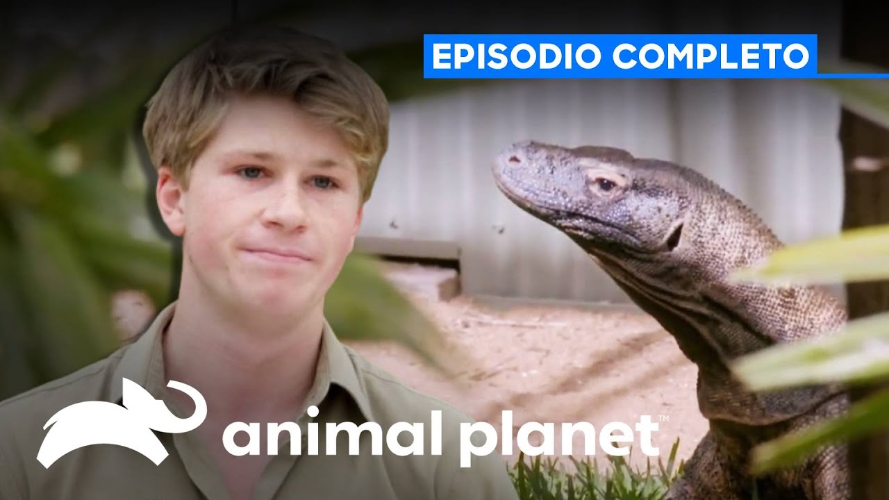 Episodio completo | Los Irwin - S4 Ep3 | Animal Planet Latinoamérica