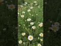 #naturelovers #flowerpower #shorts