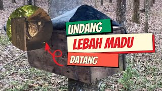 Cara Mengundang Lebah Madu Datang di Kebun