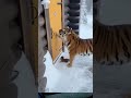 #lion #facts #ytshorts #shortvideo #shorts #shortsfeed #ice #weather #cool #animation #clips #animal