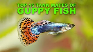 Top 15 Tank Mates of Guppies