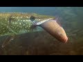 Щука ест большого линя , окунь ест окуня . Pike eats a large tench, perch eats a perch . Underwater