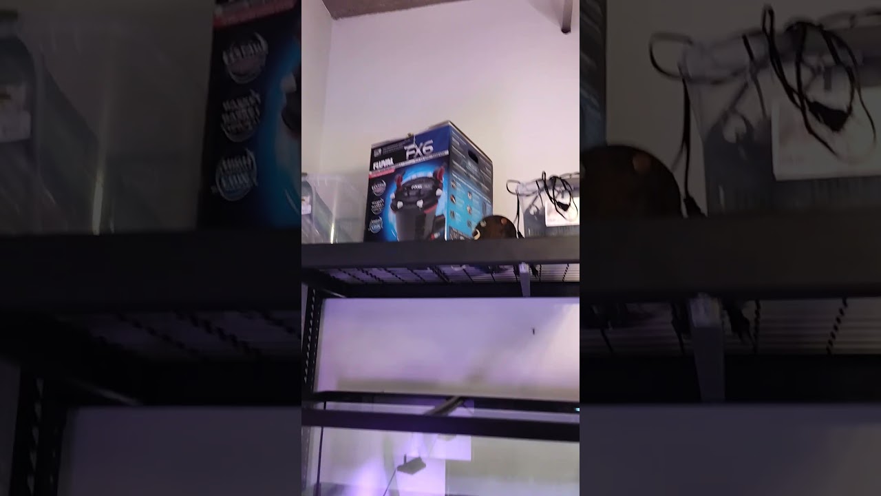 New 180 gallon aquarium for my pleco