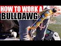 How to work a bull dawg