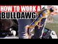 Comment travailler un bull dawg