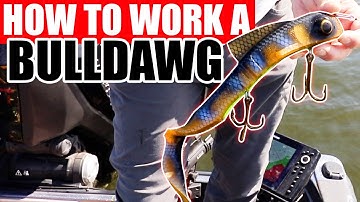 How to Work a Bull Dawg