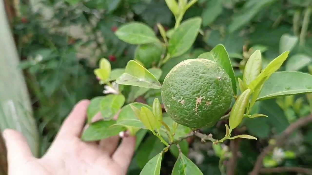 Павловский померанец, он же Павловский мандарин, неприхотливый труженик.