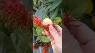 my grafted rambutan tree finally fruited after two years. #fruit #tinytrees #yummy