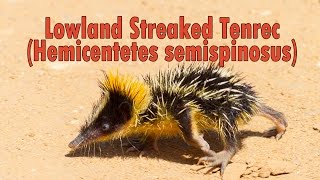 Tanrek - Lowland Streaked Tenrec Hemicentetes Semispinosus